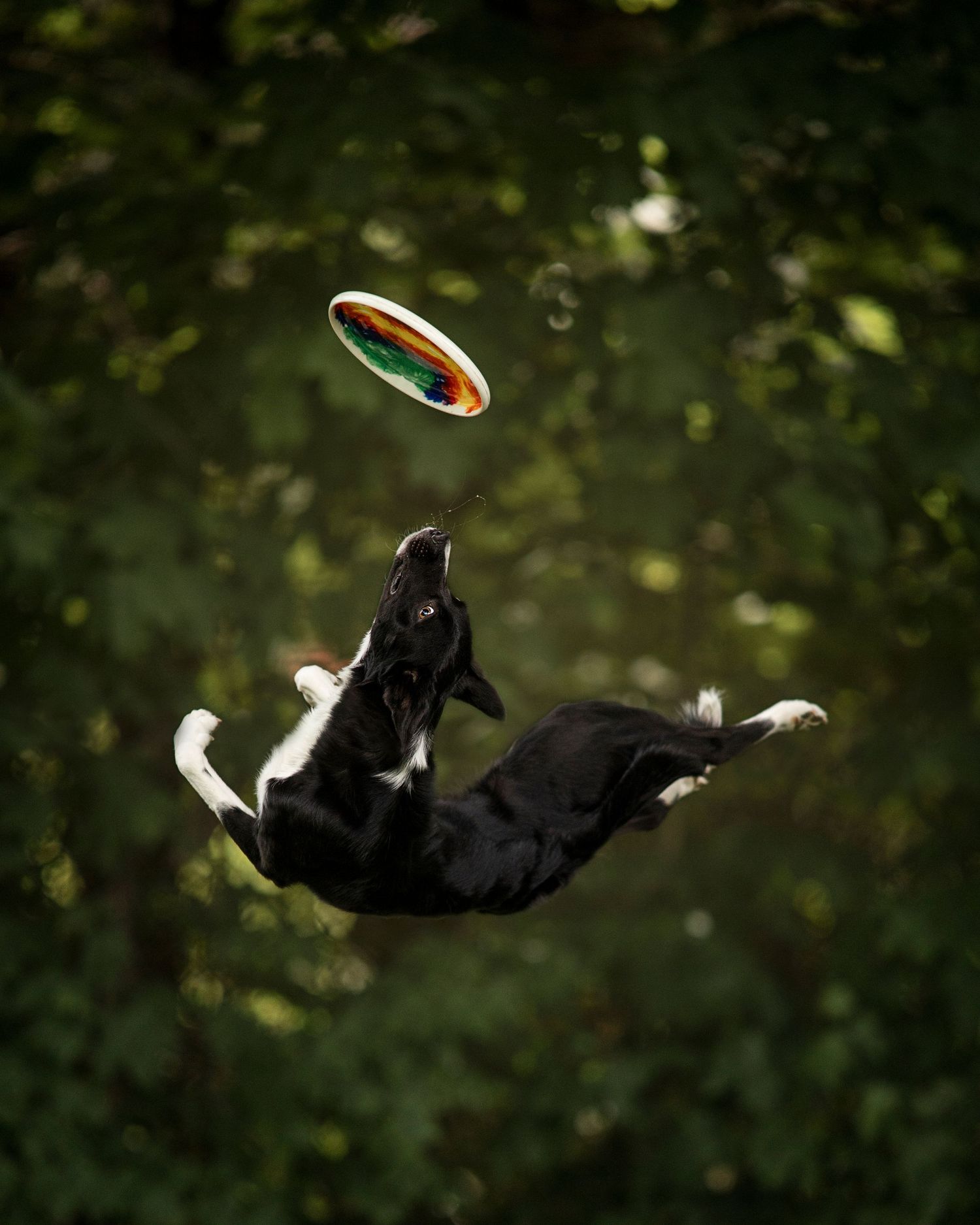 dogs-in-action-photoshoot
dogs-in-action-sport-photoshoot
dog-frisbee-photoshoot