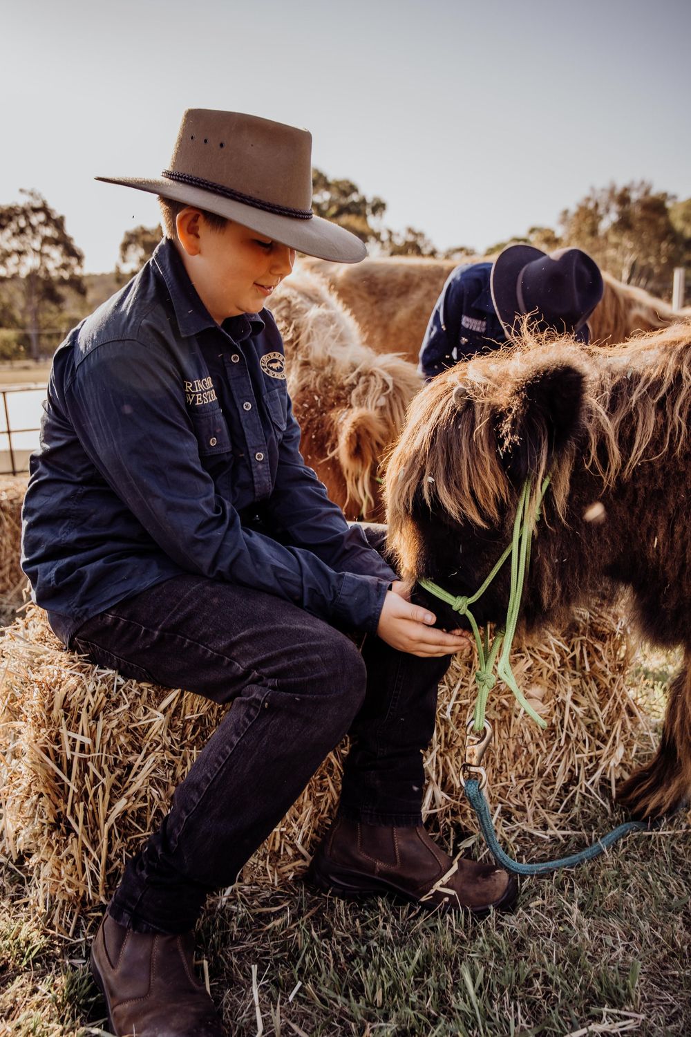 perth highland cows, highland cows, bullsbrook, farm stay, perth photography, perth families, family photos perth