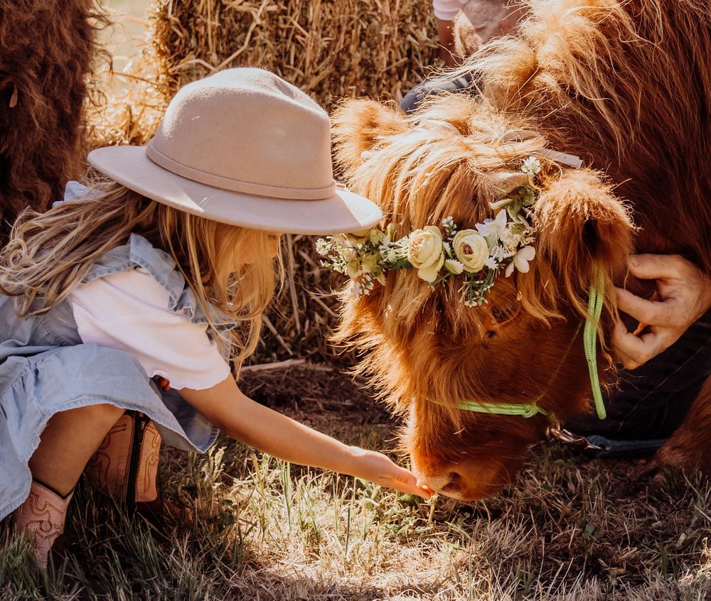 perth highland cows, highland cows, bullsbrook, farm stay, perth photography, perth families, family photos perth
