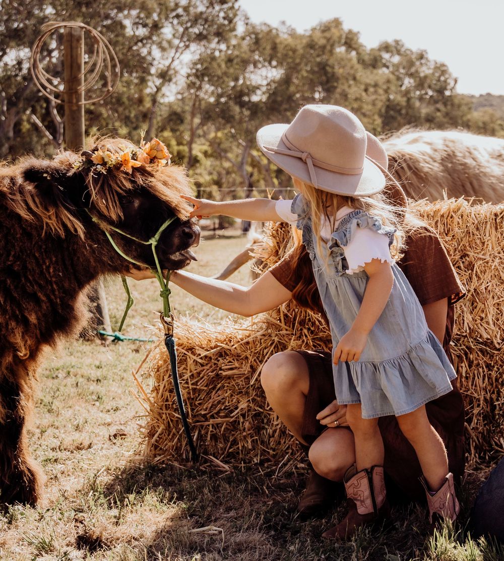 perth highland cows, highland cows, bullsbrook, farm stay, perth photography, perth families, family photos perth