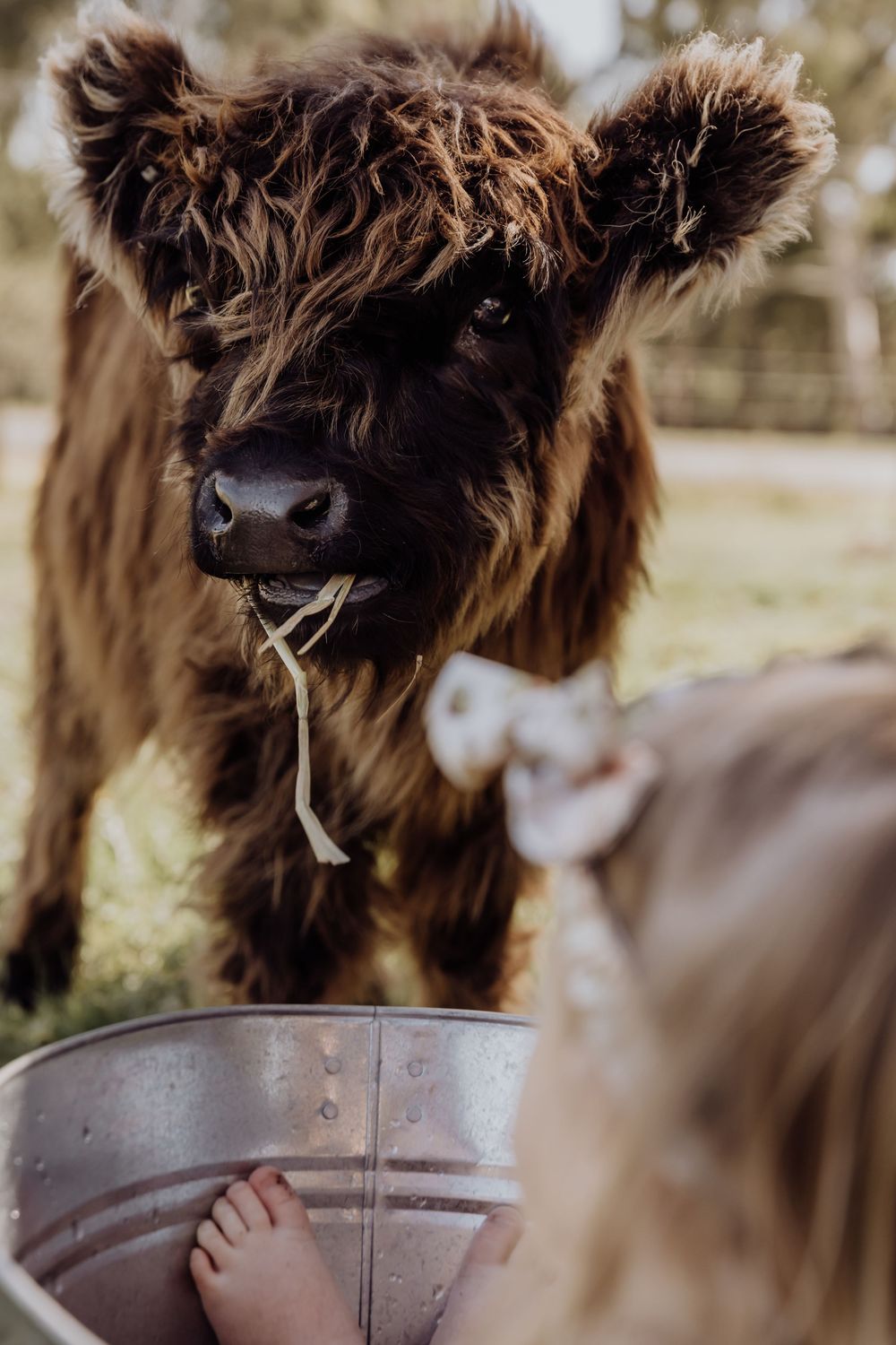 perth highland cows, highland cows, bullsbrook, farm stay, perth photography, perth families, family photos perth
