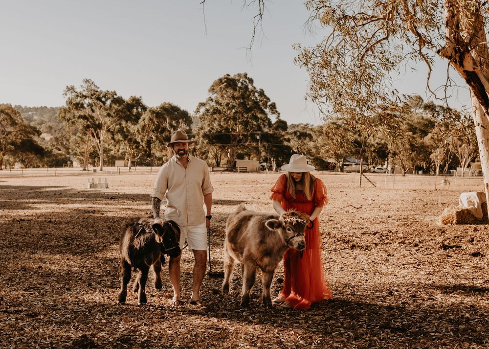 perth highland cows, highland cows, bullsbrook, farm stay, perth photography, perth families, family photos perth