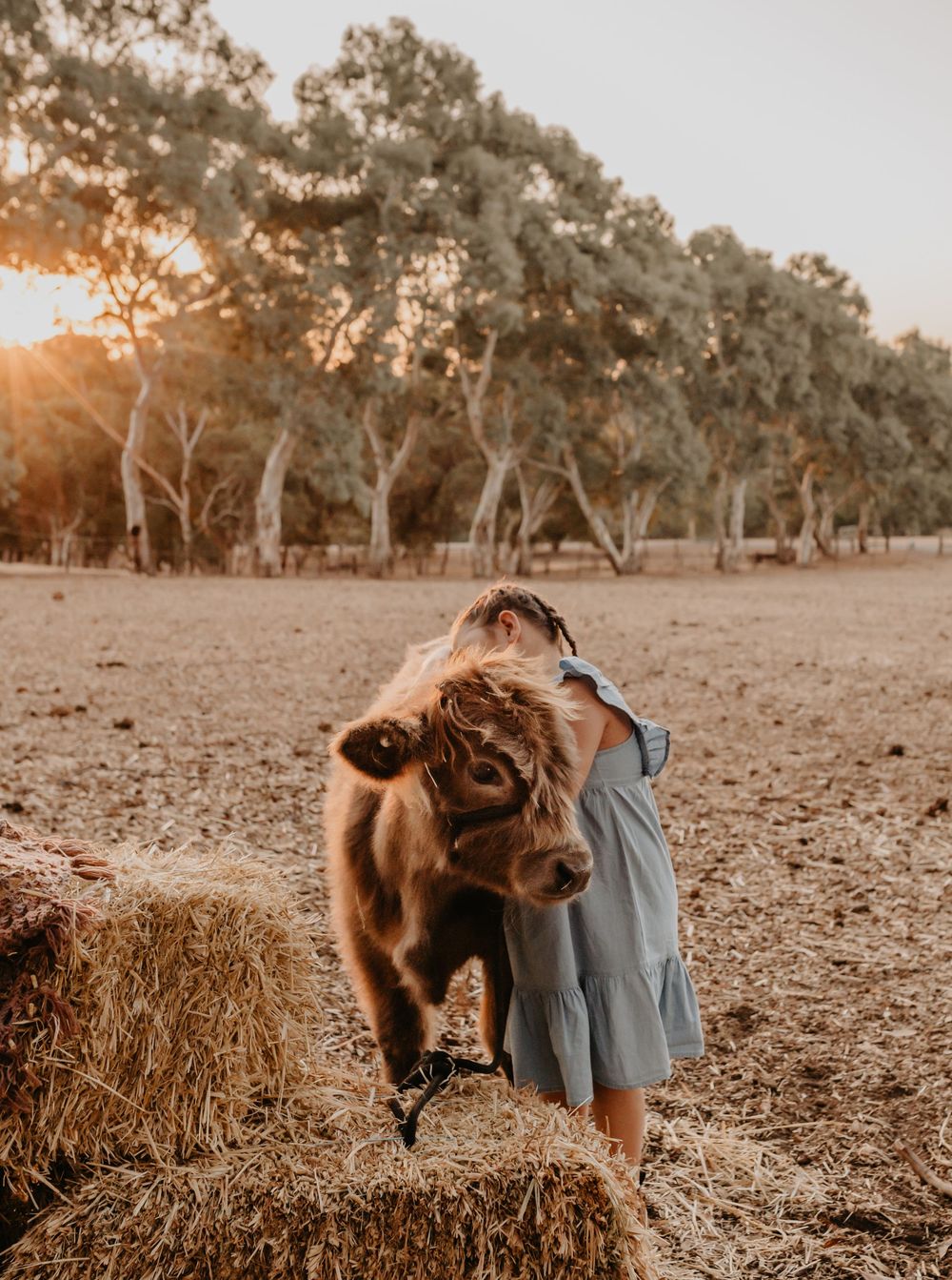 perth highland cows, highland cows, bullsbrook, farm stay, perth photography, perth families, family photos perth