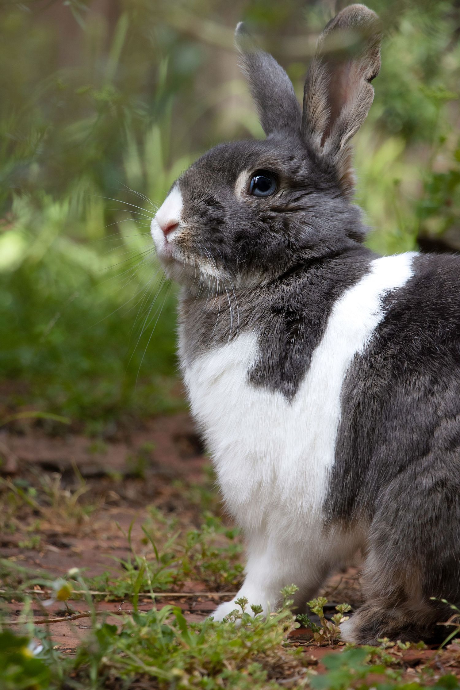 Rabbit Photoshoot Melbourne