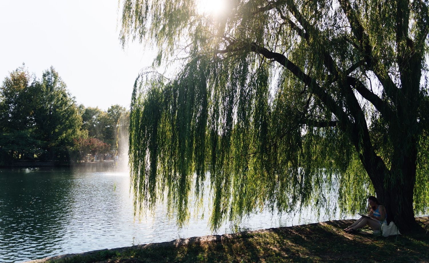 Sunlight filtering through weeping willow branches over a serene lake.