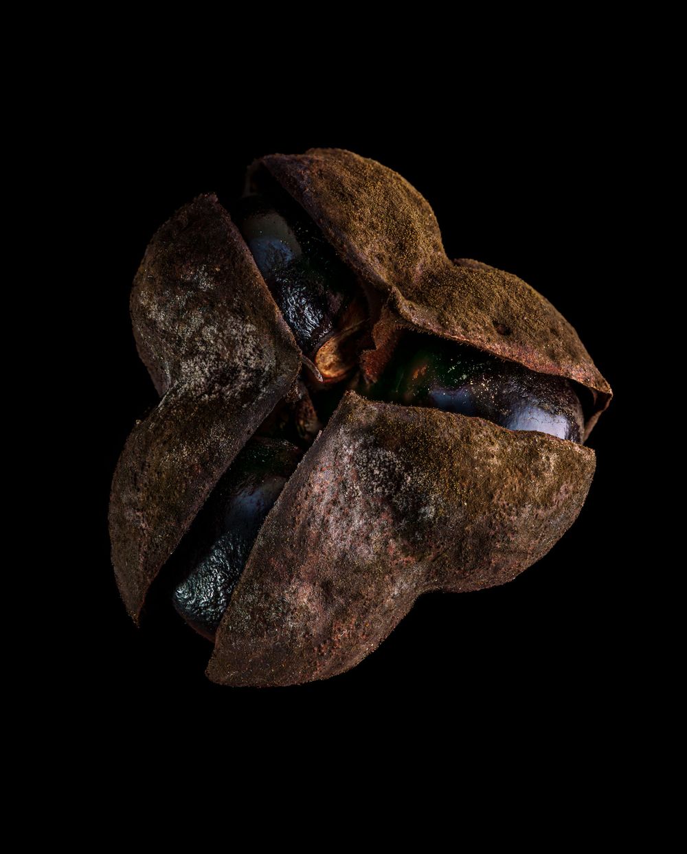 A cracked open Brazil nut reveals its dark inner shell against a black background in dramatic lighting.