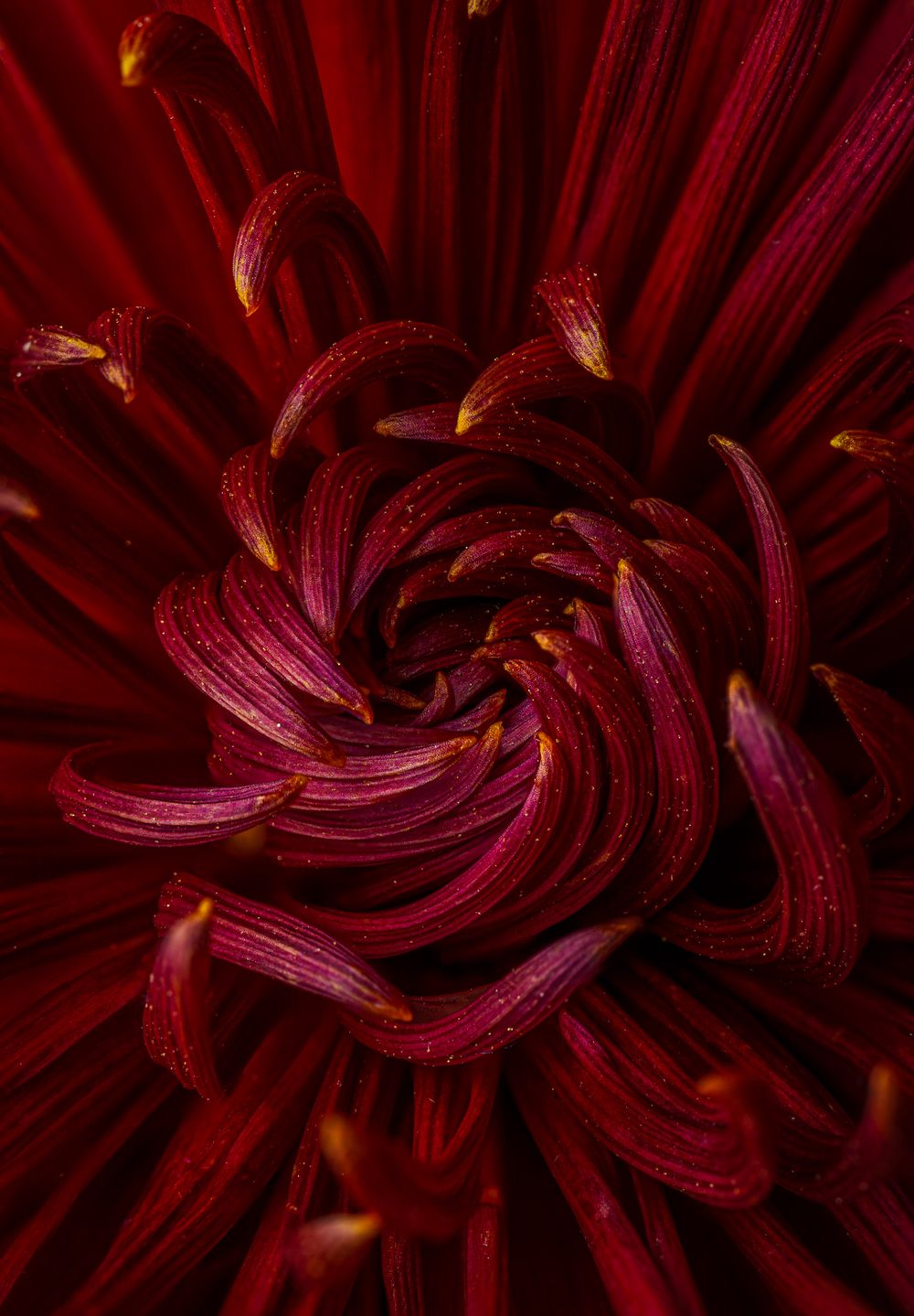 Close-up macro photograph showing deep burgundy red chrysanthemum petals in a spiral pattern against dark background.