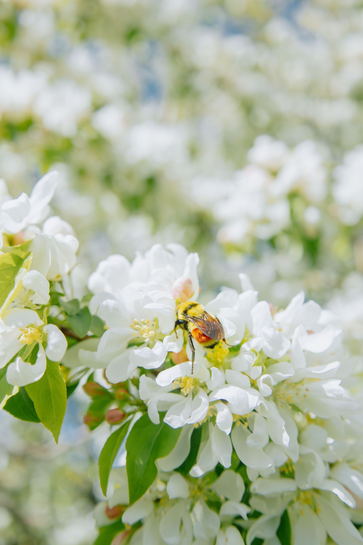 Delicate white apple blossoms bloom on branches with green leaves in spring.