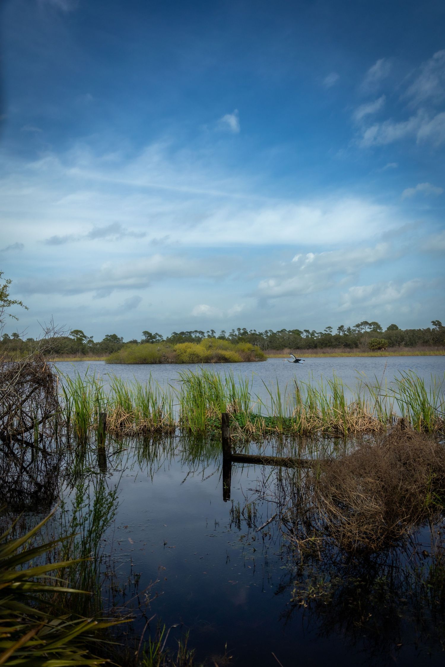 Panoramic view of a wetland marsh with tall grass and reflective water under blue skies.