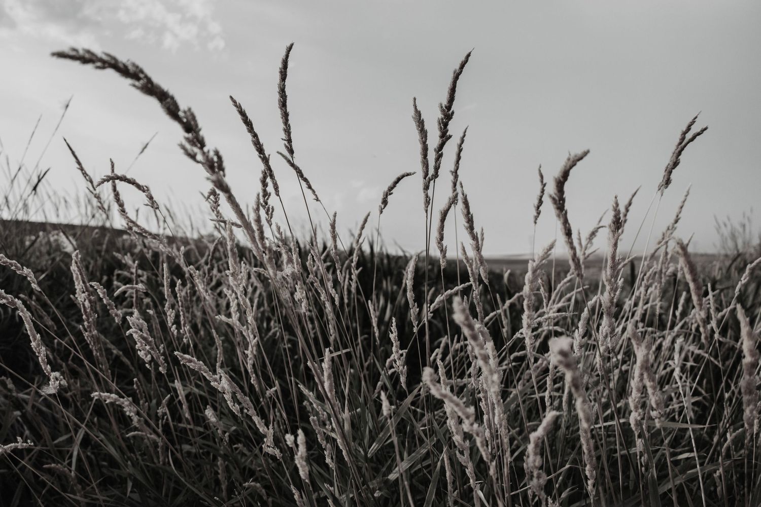 Tall grass swaying in the wind against overcast sky.