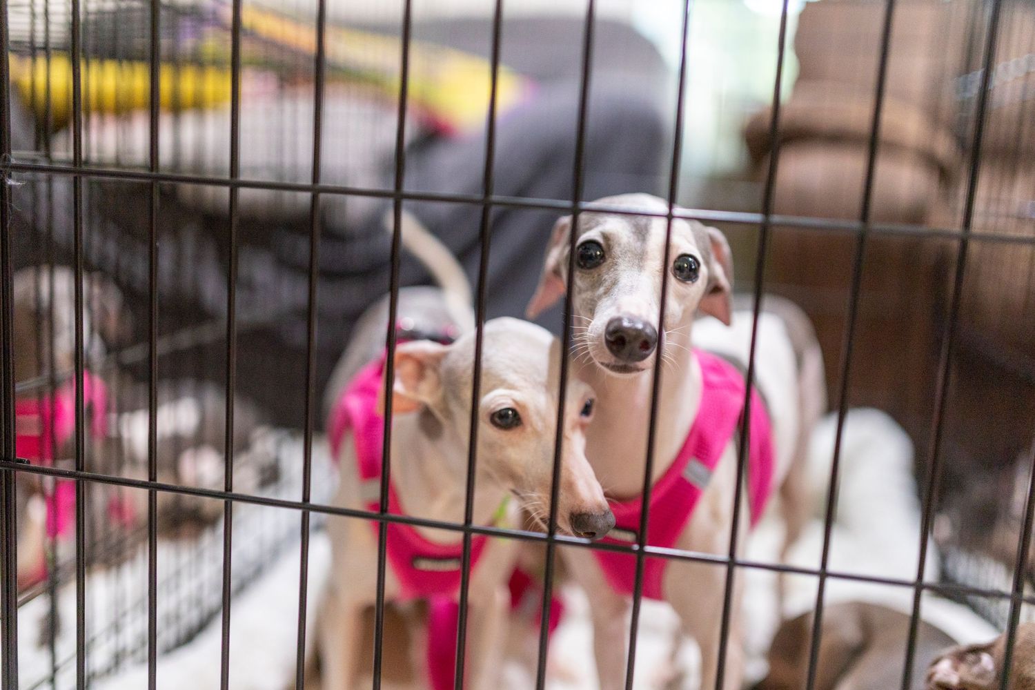 A tiny Italian Greyhound with wide, fearful eyes looking at the camera