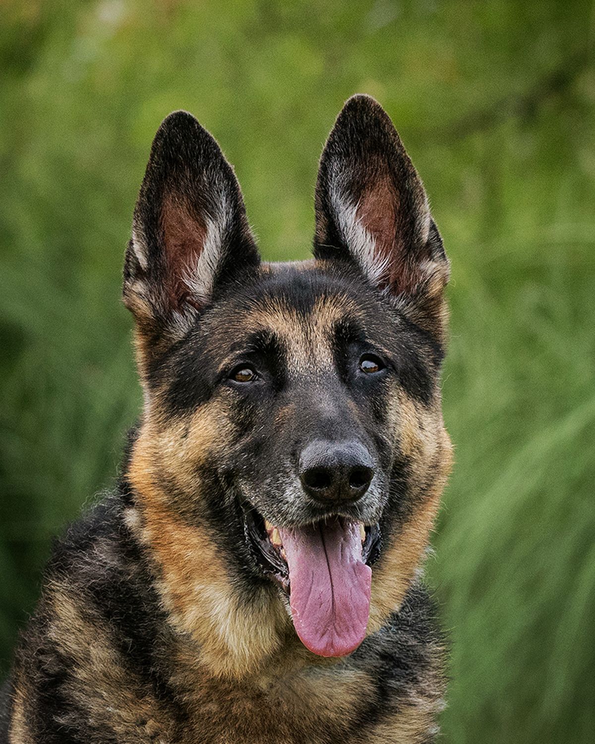 Close-up portrait of an alert German Shepherd dog with attentive eyes and upright ears against a green blurred background.