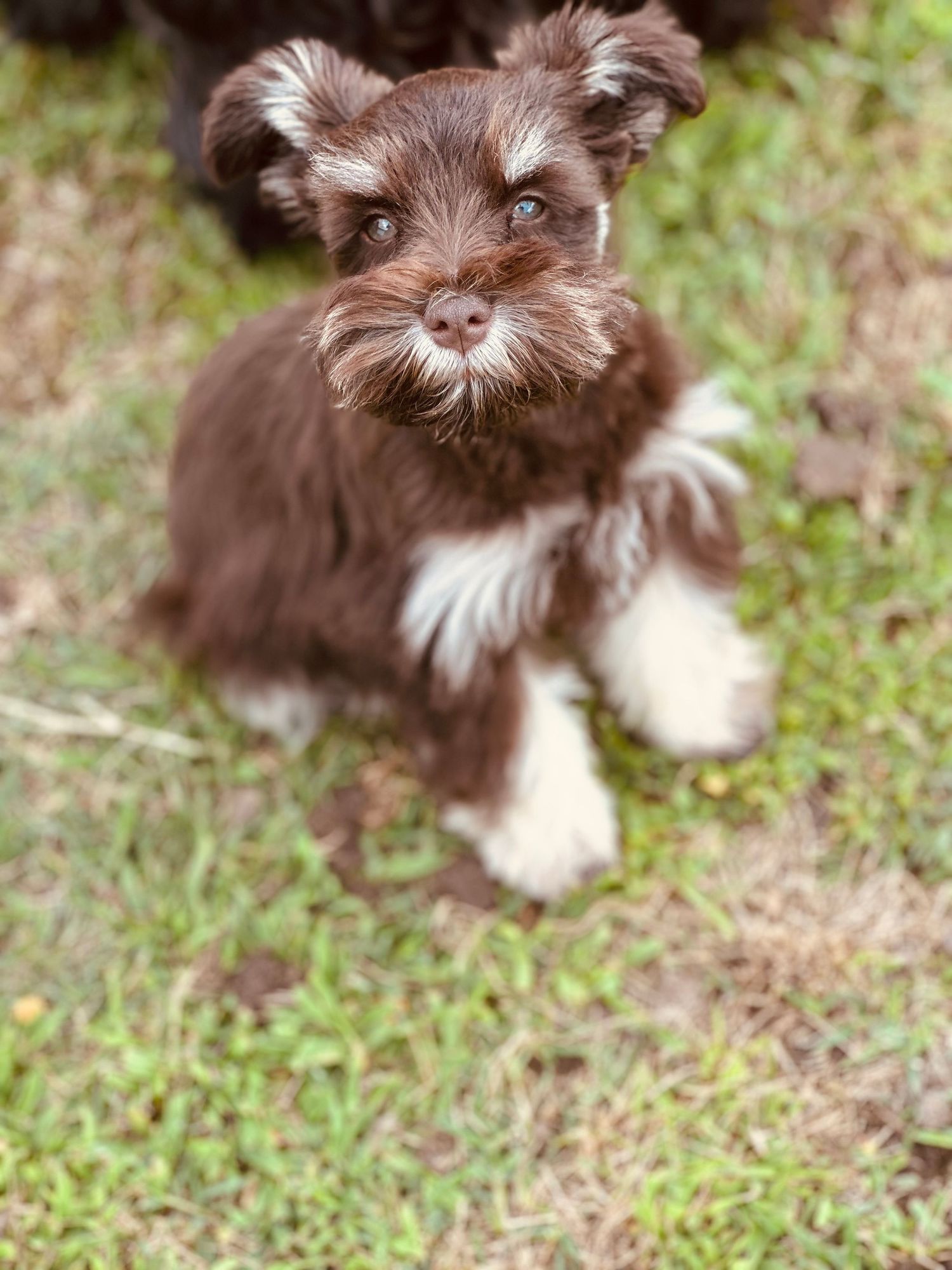 Mini Schnauzer puppies