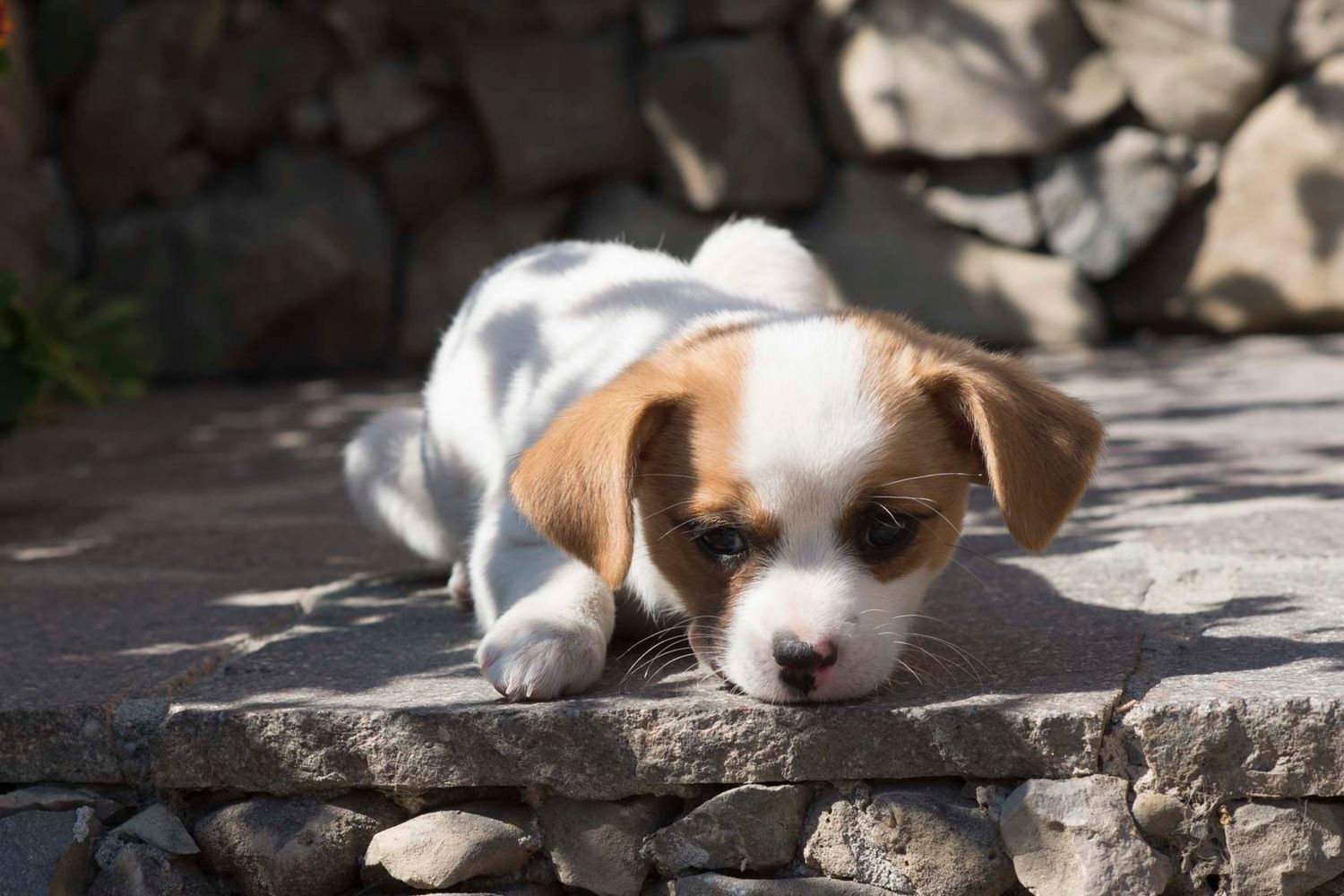 Close-up of a brown-and-white puppy with big curious eyes by Abigail's Studio, Bucks