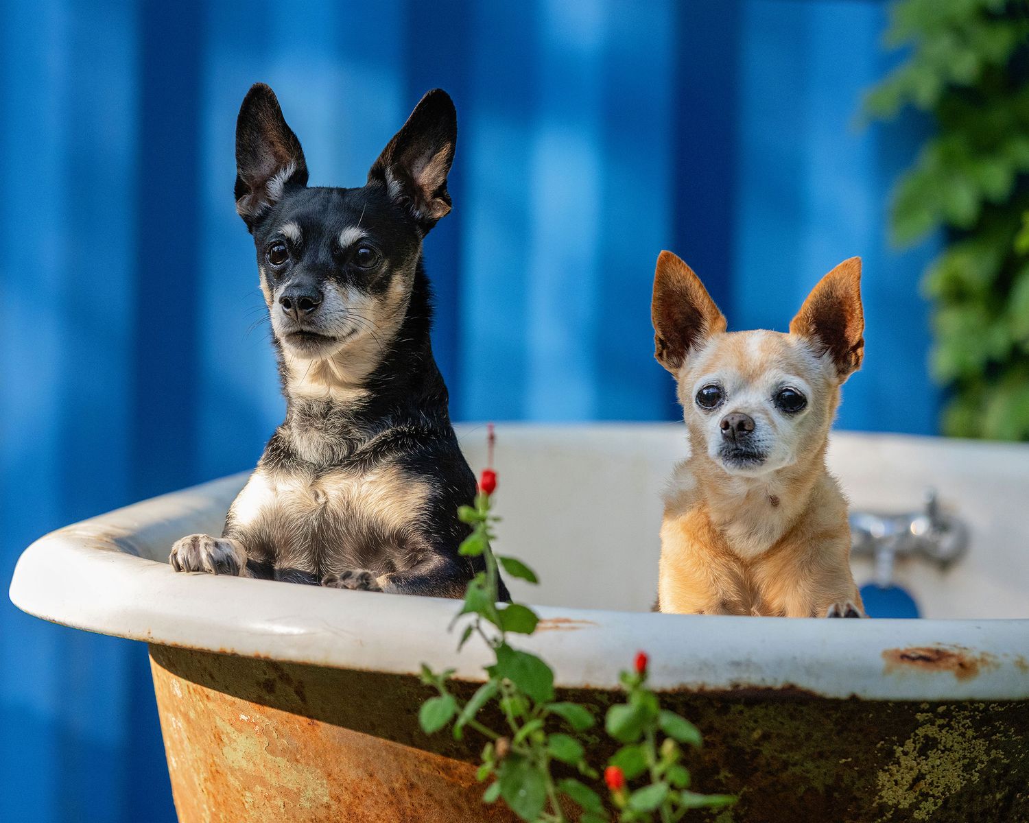 Two Chihuahuas sitting outside in an old bathtub with a  blue background and foliage in the foreground.