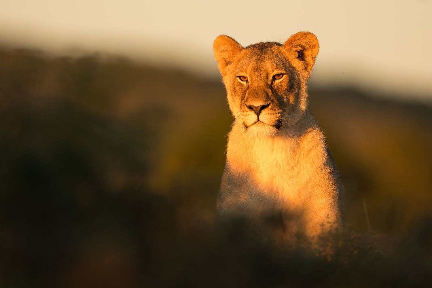 Two majestic lions rest together in golden sunlight on the African savanna during sunset.