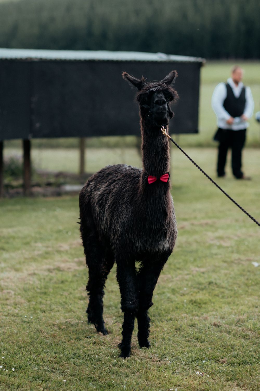 An Alpaca on a lead at a wedding at Tironui Farm Martinborough by August and Vine