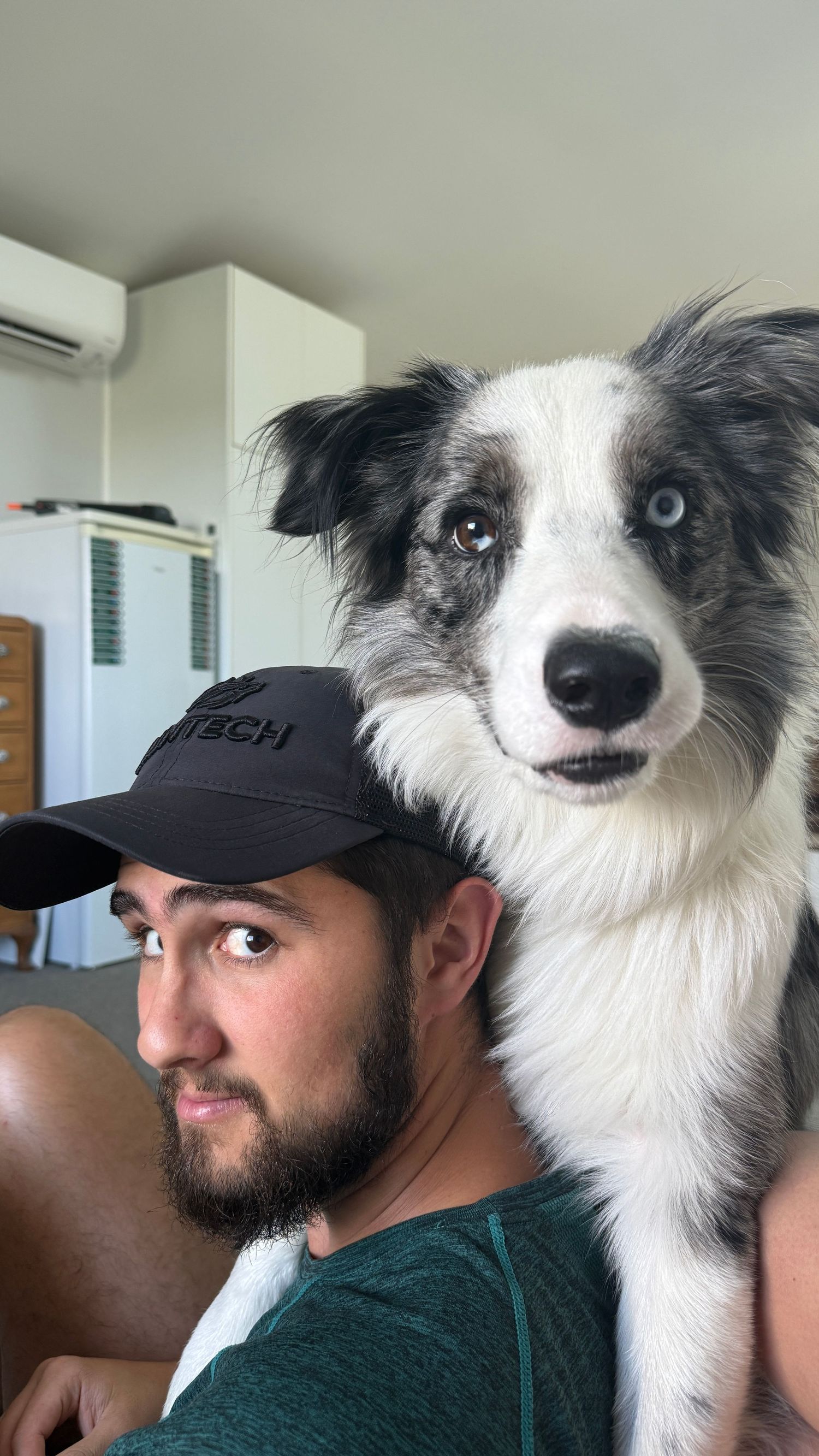 Black and white border collie dog with striking blue eyes poses with companion. Auckland Wedding Photographer and videographer