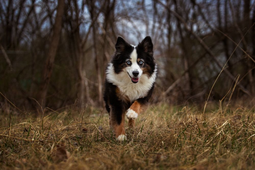 Black tri color Australian Shepherd running towards the camera in an action shot with trees in the background
