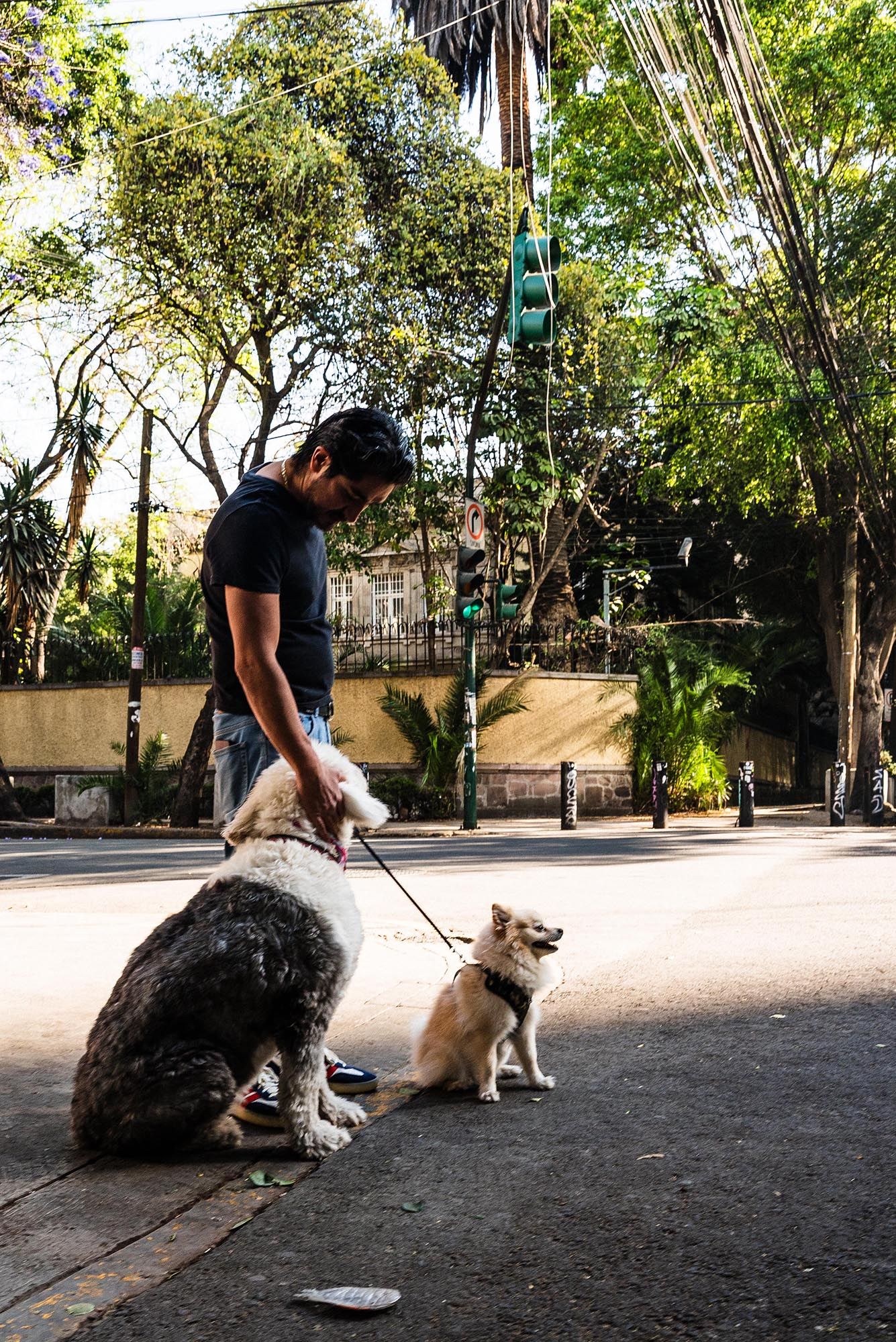 Two dogs on leashes with their handler in a peaceful park setting with trees and greenery in the background.