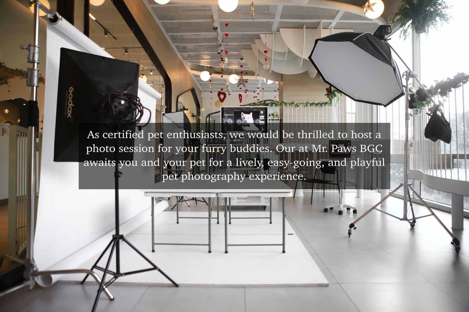 Professional pet photography studio setup with lighting equipment, reflectors, and white backdrop in a modern indoor space.