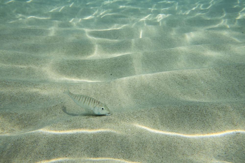 Sunlight creates rippling patterns on sandy ocean floor beneath clear turquoise water.