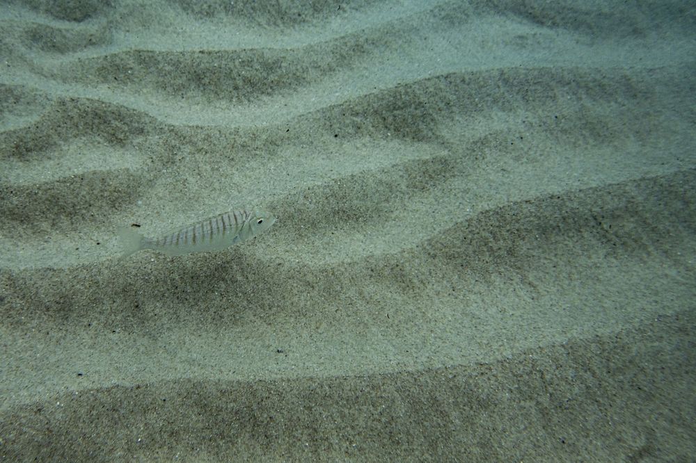 Rippled patterns in light blue-green sand create an abstract texture on an underwater seabed.