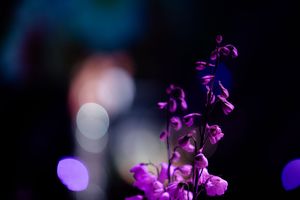 Elegant floral arrangements with purple blooms and soft bokeh lighting create a romantic atmosphere at an evening event.