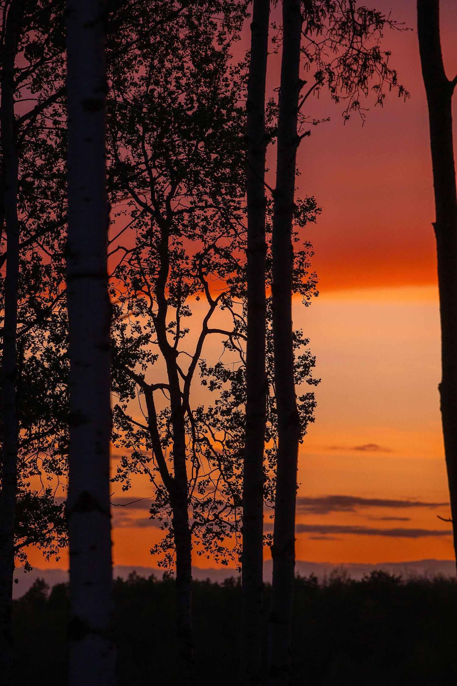 Dramatic red and orange sunset silhouetting tall aspen tree trunks in forest landscape.