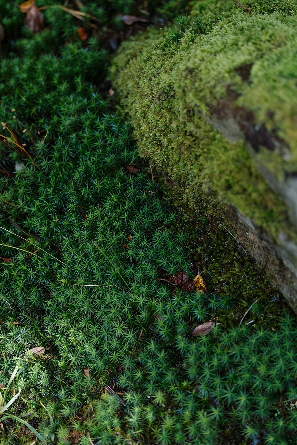 Close-up macro shot of green star-shaped moss patterns growing on forest ground with lighter moss in background.