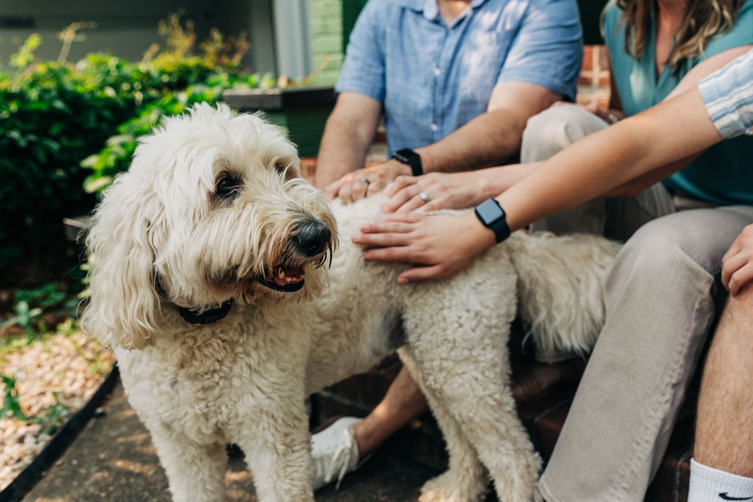 A fluffy goldendoodle dog with curly beige fur receives pets and attention while sitting outdoors in the sunshine.