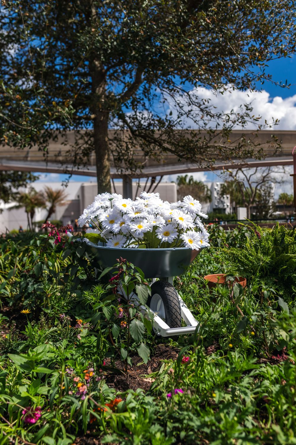 Panoramic view of a lush garden with white daisies, colorful flowers, and green foliage under a bright blue sky.