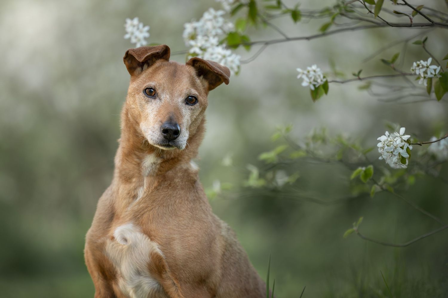 Voorjaar maakt de wereld weer mooi! Prachtige bloemen ontstaan aan de bomen en kijk eens hoe geweldig Tygo hierstaat.
