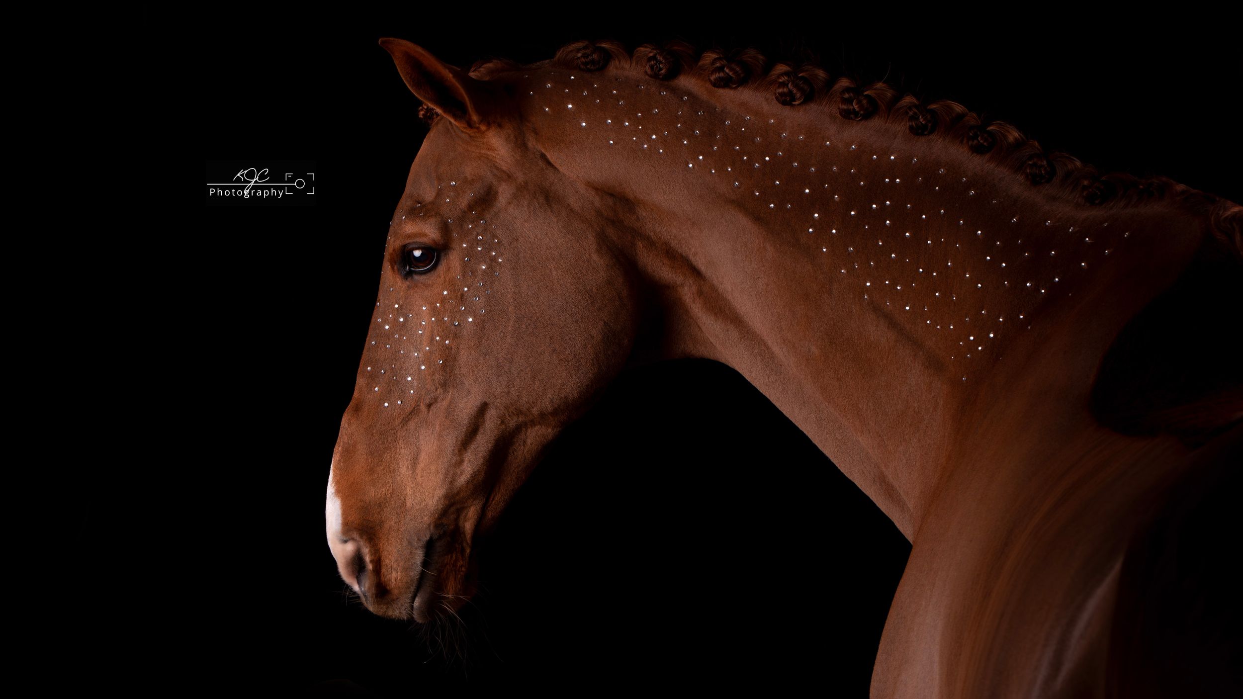 Drie paarden samengevoegd tijdens nabewerking fotoshoot in de mobiele studio.