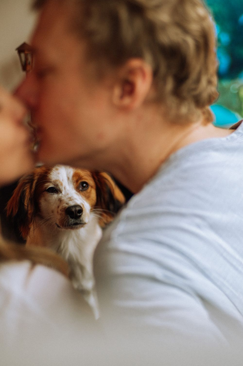 Close-up of a small white and brown dog resting against someone's shoulder.
