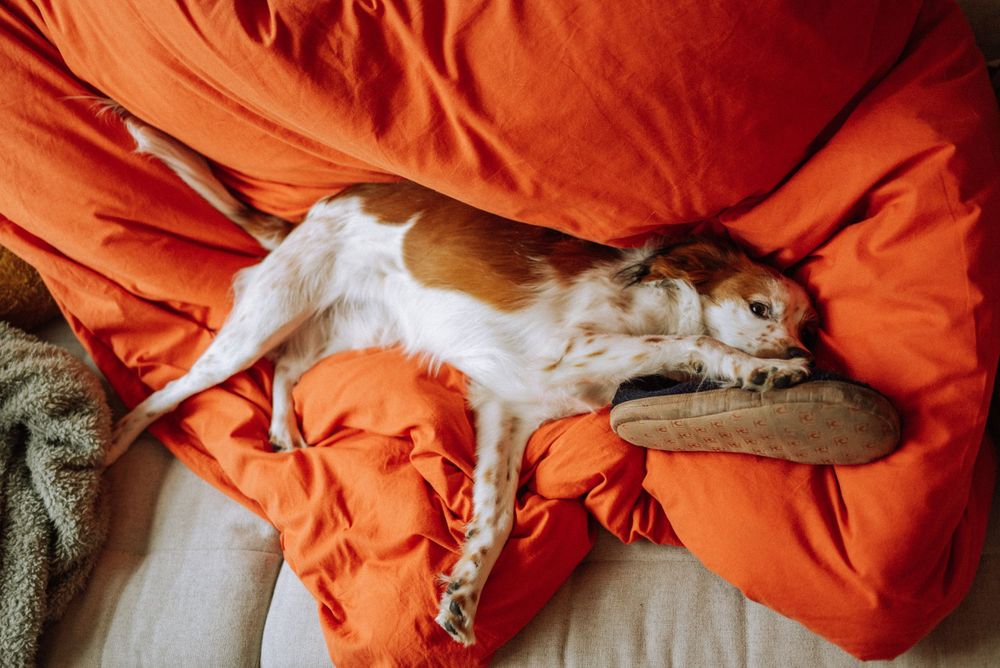 Dog peeks out playfully from under orange blankets in a cozy bedroom setting.