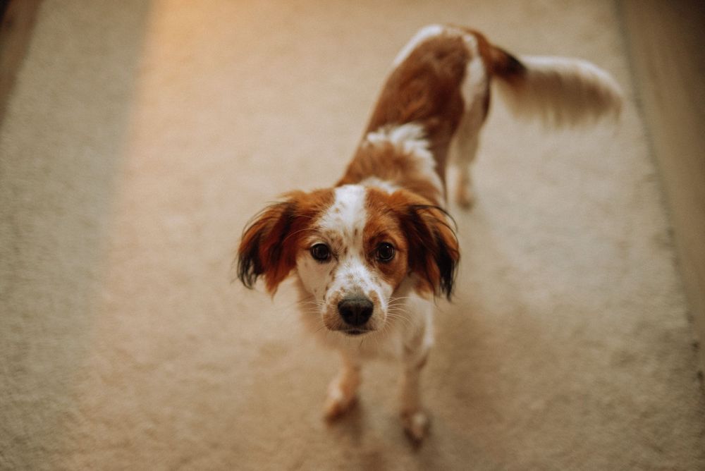 Brown and white dog looks at camera while resting on floor.