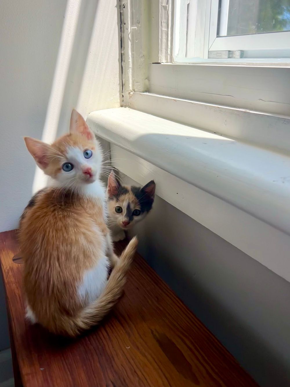 Two cats sitting by a window sill, one orange and one dark colored, looking curious.