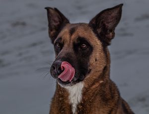 A close-up portrait of a Belgian Malinois dog licking its nose against a blurred background.