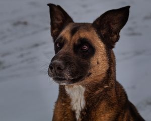 A close-up portrait of a dark brown Belgian Malinois dog with a white chest marking outdoors.