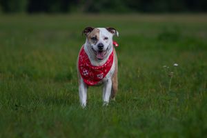 A white and brown dog wearing a red bandana runs through a lush green grassy field.