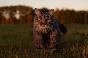 A majestic long-haired tabby cat strides through a green field bathed in warm golden sunset light.