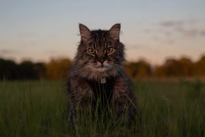 A long-haired tabby cat with intense amber eyes sits in green grass beneath a colorful twilight sky.