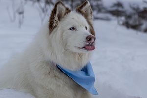 White Siberian Husky with blue eyes and brown markings wearing light blue bandana in snowy winter setting.