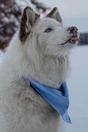 White Husky dog with blue eyes wearing a light blue bandana looks up in a snowy winter landscape.