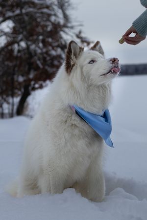 White Husky dog with blue eyes wearing a blue bandana sits in snow being offered a treat by hand.