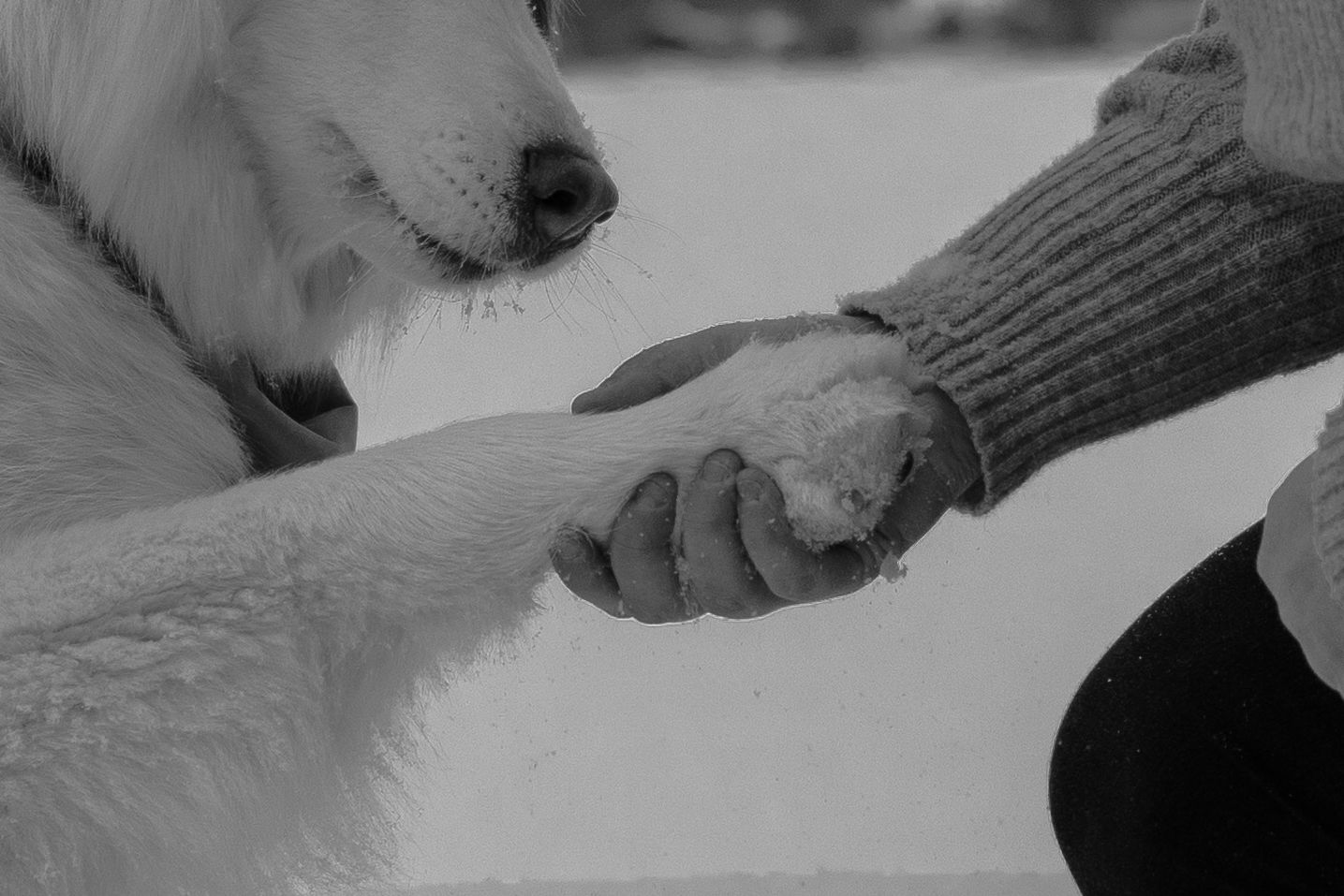 Black and white photo of a person in a knit glove holding a large white dog's paw in the snow.