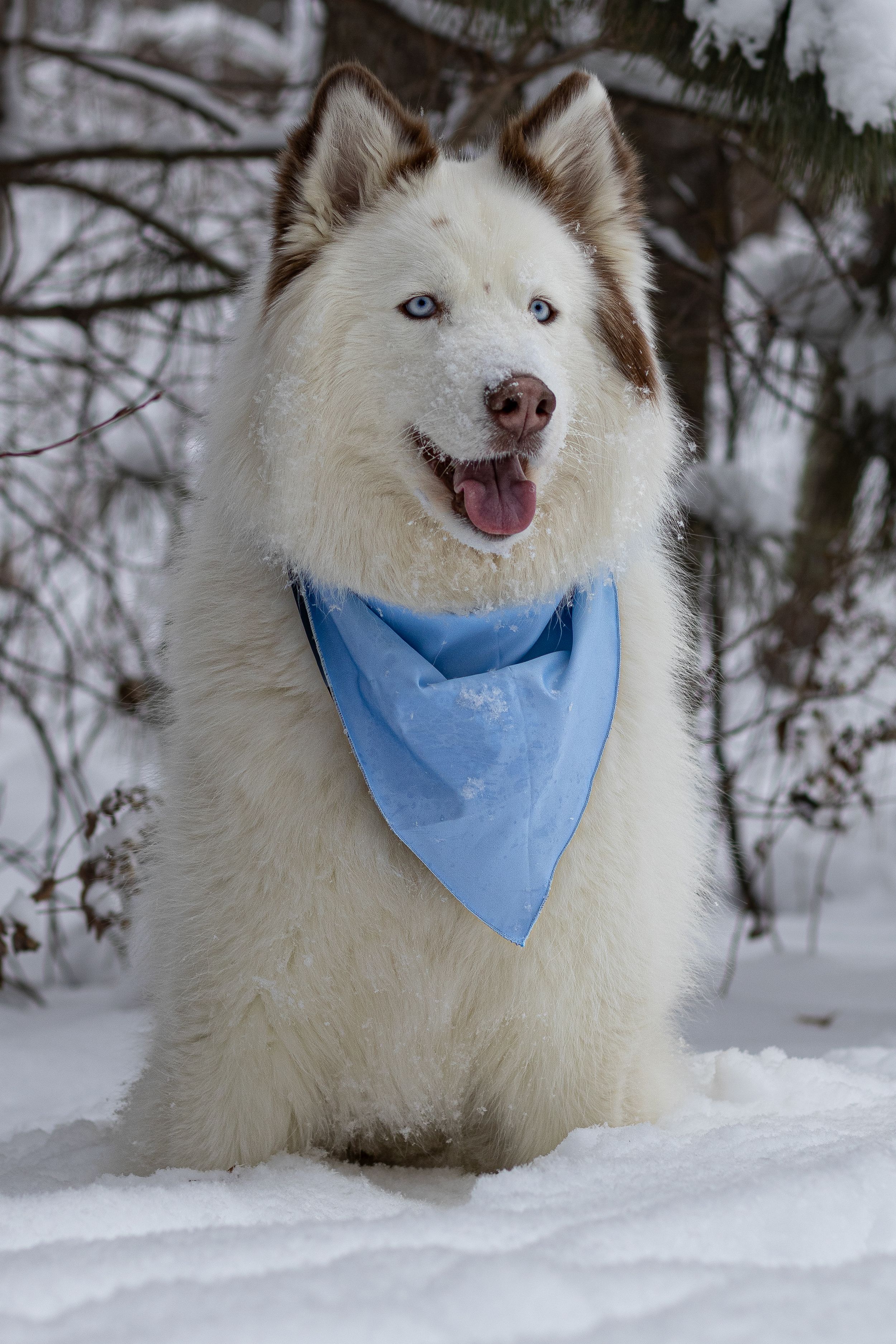 Happy white and brown Husky with blue eyes and tongue out wears a blue bandana in a snowy forest.