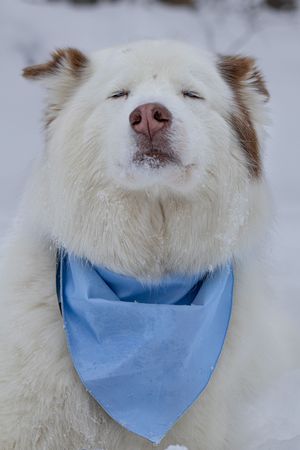Fluffy white Husky dog wearing a light blue bandana squints contentedly in a snowy outdoor setting.