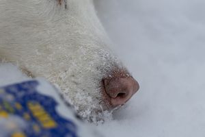 Close-up of a white dog's snow-covered nose and muzzle resting in deep winter snow.